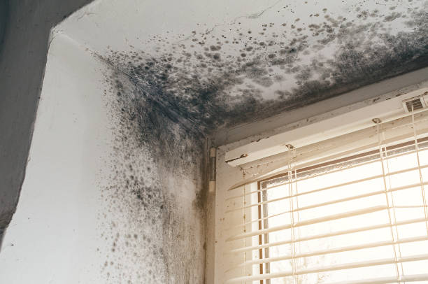 Affordable Mold Inspection And Testing solutions in Forest Lake, IL